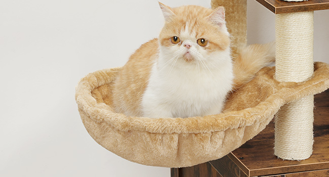 aa7822ca-8cb1-49f9-b242-aafc8d64c7ca.__cr0,0,650,350_pt0_sx650_v1___