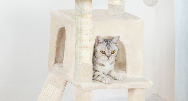 appartement pour chat