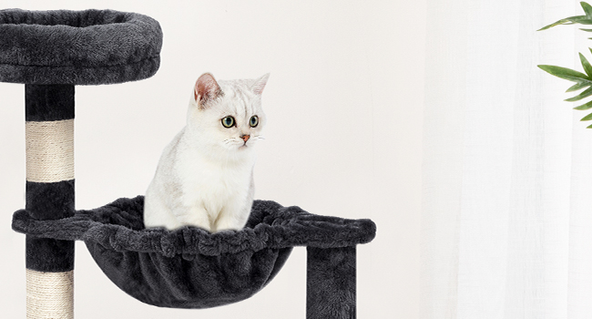 Μικρό δέντρο γάτας