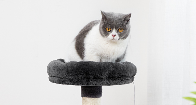 9C265B86-C6D1-4AF9-AA8F-F50631BDFE41 .__ CR0,0,650,350_PT0_SX650_V1 ___