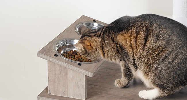 Tálak tápláló tálak