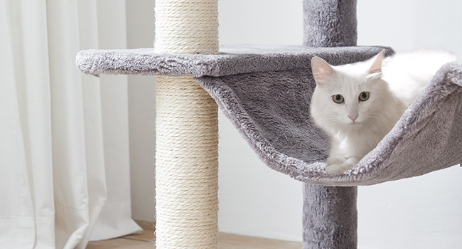 d10caa1a-4841-4f21-80db-e4c4337fbdda.__cr0,0,650,350_pt0_sx650_v1___