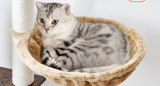 858e29f3-3159-4694-b978-ecae3980f648.__cr0,0,650,350_pt0_sx650_v1___