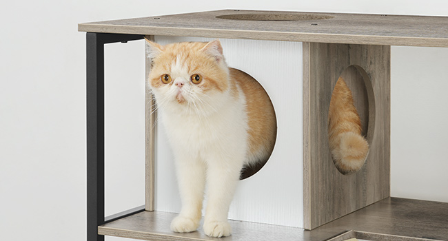 Μυστηριώδες τούνελ για γάτες