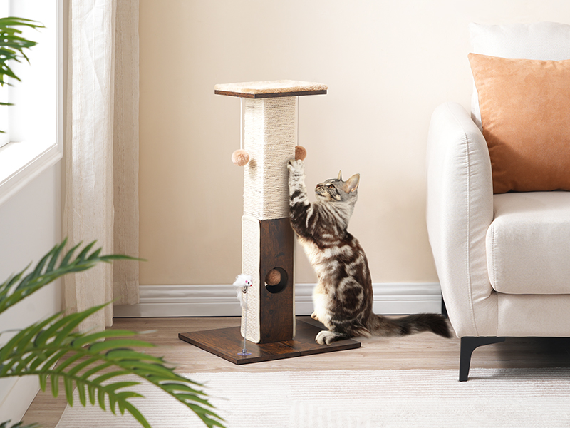 кошачья когтеточка