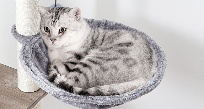 b0db2533-3f88-4847-b4a4-a23b175fbacb.__cr0,0,650,350_pt0_sx650_v1___