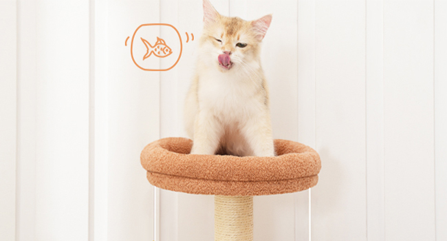 249da591-4d3c-4526-9002-303475f210c7.__cr0,0,650,350_pt0_sx650_v1___