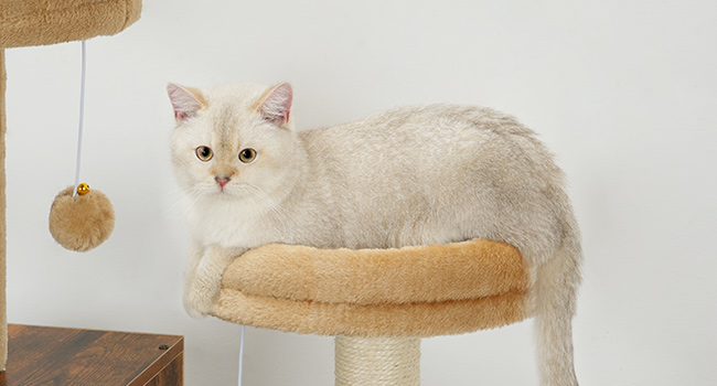 dbbe410e-2b54-46f0-8a1a-ac427516a933.__cr0,0,650,350_pt0_sx650_v1___