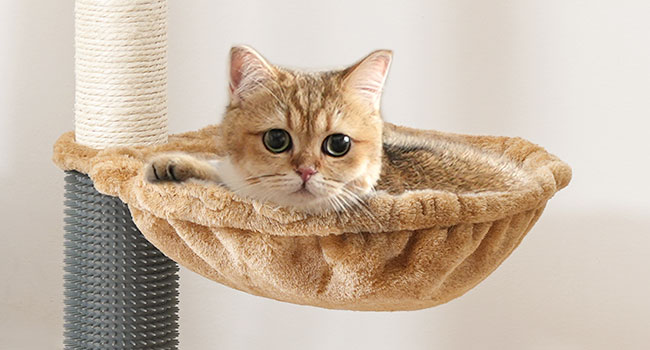 096d2b26-8ec4-4da6-a7b2-f46ede2fcc4c.__cr0,0,650,350_pt0_sx650_v1___